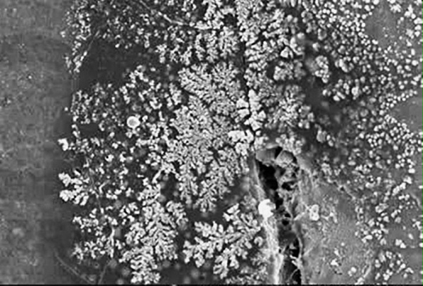 公众号陶瓷电容电子显微镜下的银枝晶(SilverDendrite)生长图片，展示绝缘失效的微观机理_副本.jpg