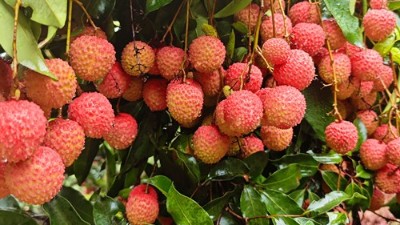 荔香满枝头，品尝荔枝甜